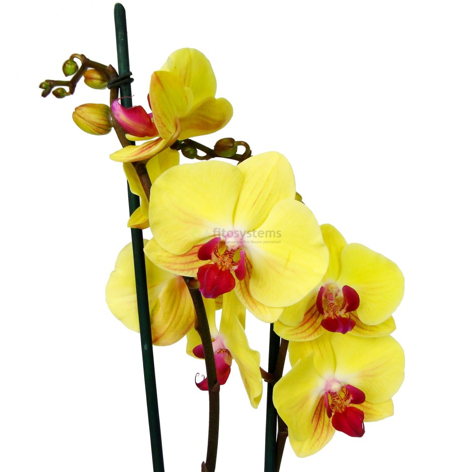 Orquidea Phalaenopsis Yellow
