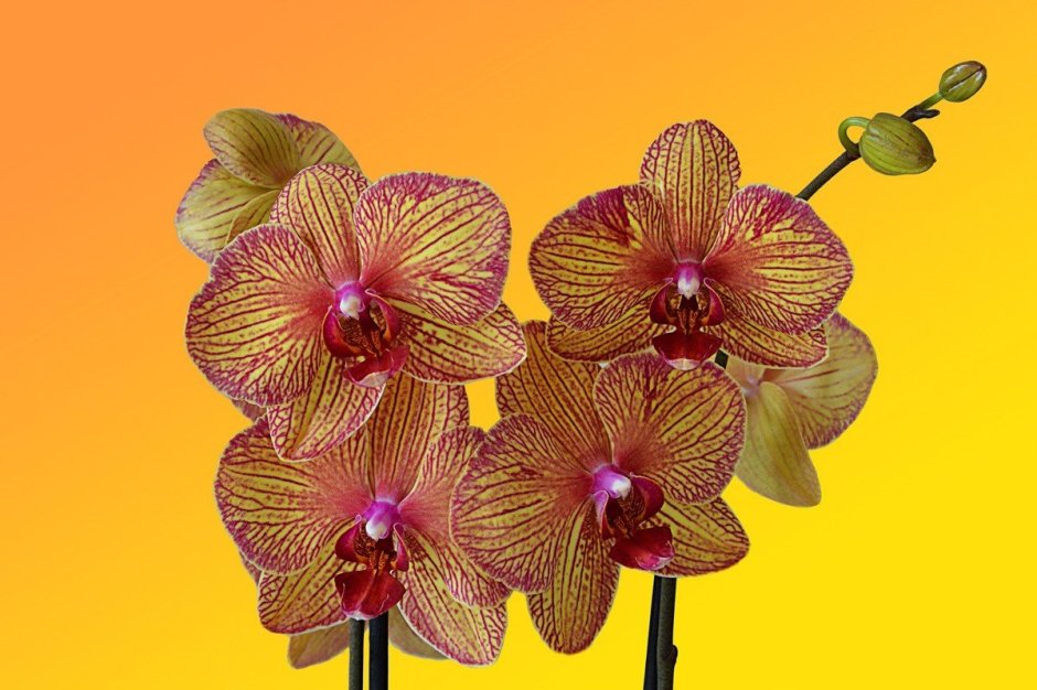 Полосатые орхидеи фаленопсис жёлтые