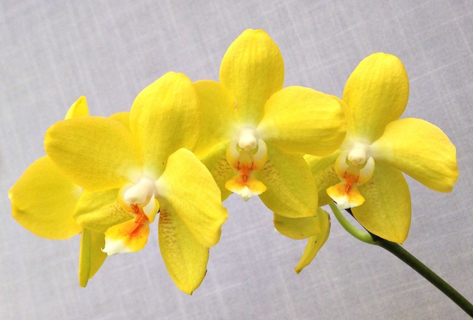 Акварель желтой орхидеи