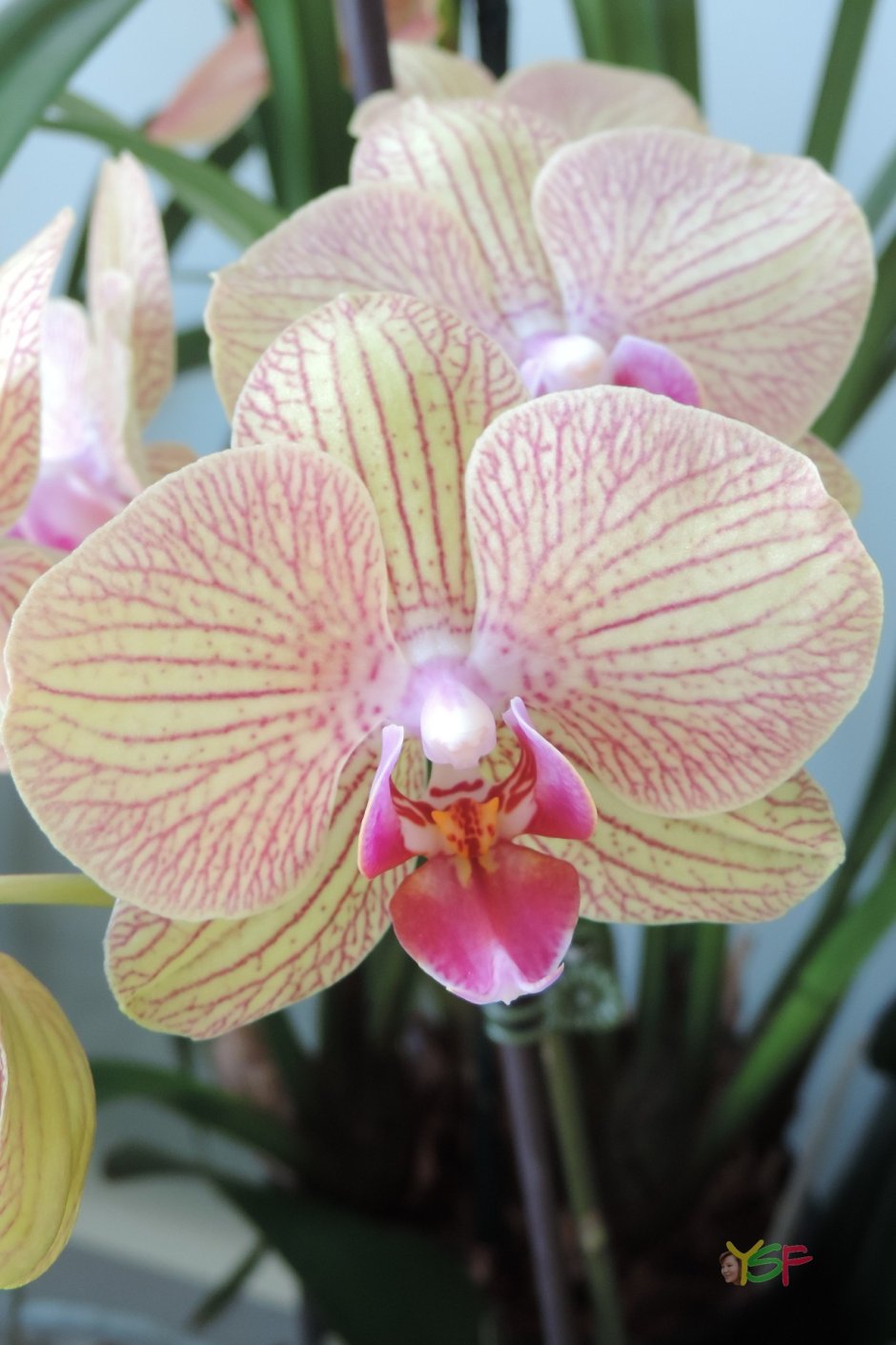 Орхидея Phalaenopsis Hybrid