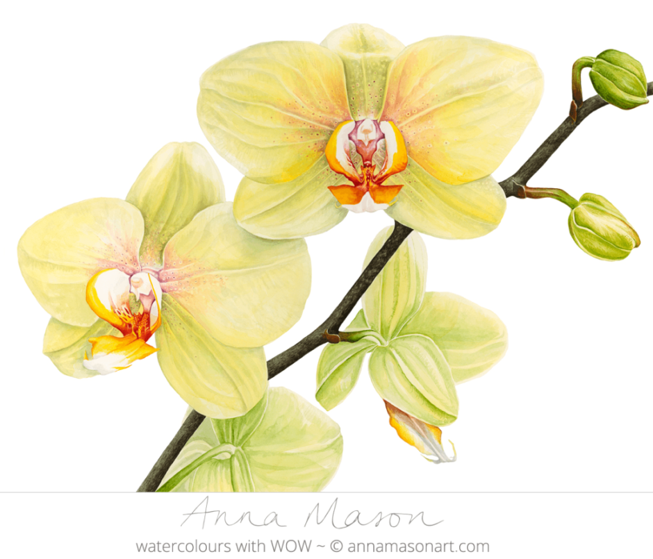 Желтая Орхидея цветок