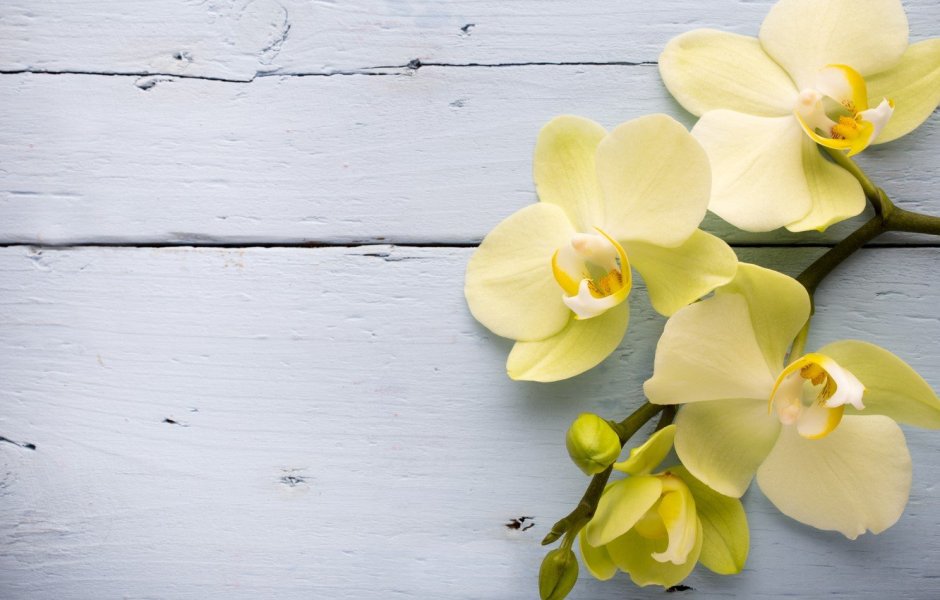 Композии с жёлтой орхидеей в сундукн