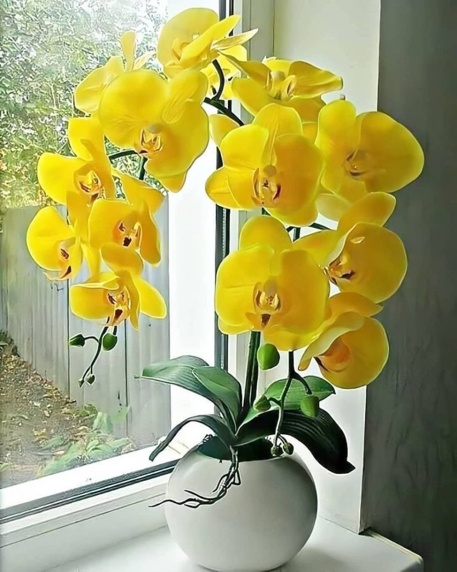 Желтая орхидея с полосками