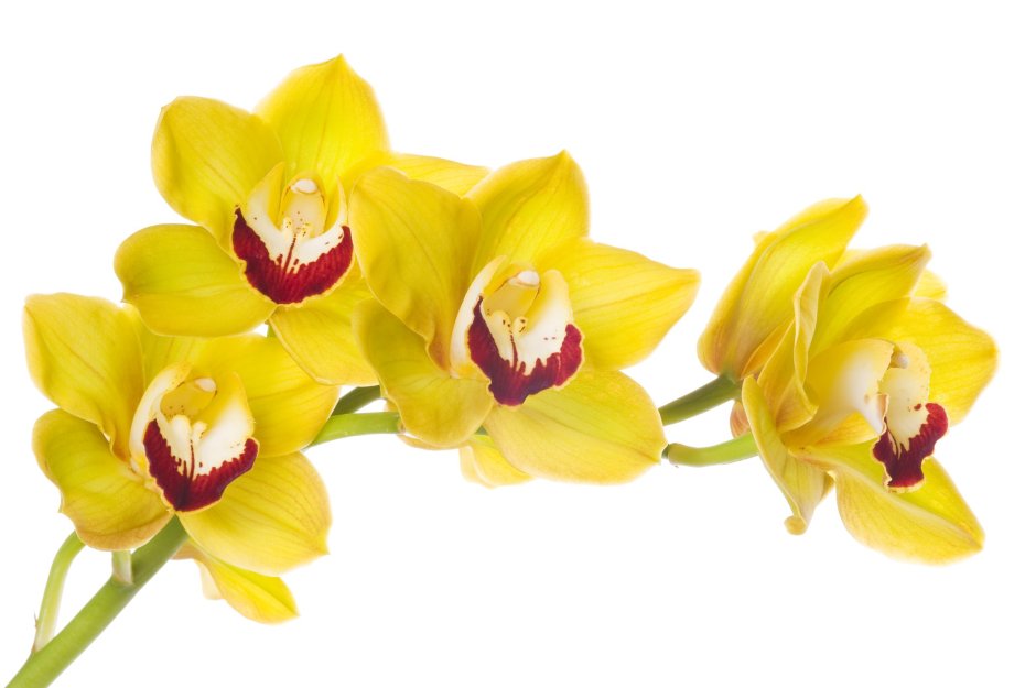 Желтая Орхидея с пестрыми лепестками