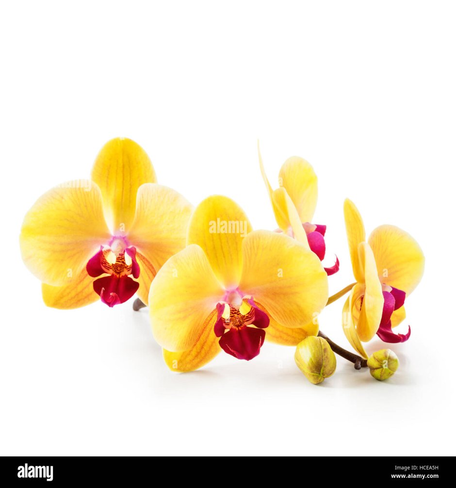 Yellow Orchid isolated