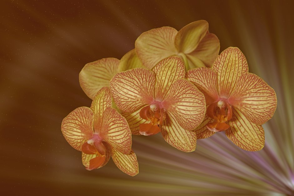 Орхидея желтая на белом фоне