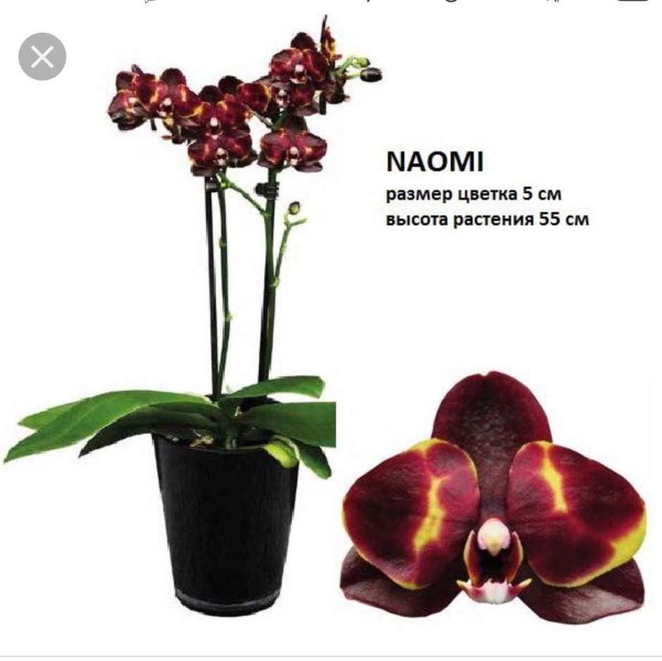 Орхидея фаленопсис Наоми