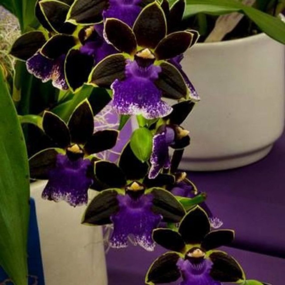 Зигопеталум Орхидея