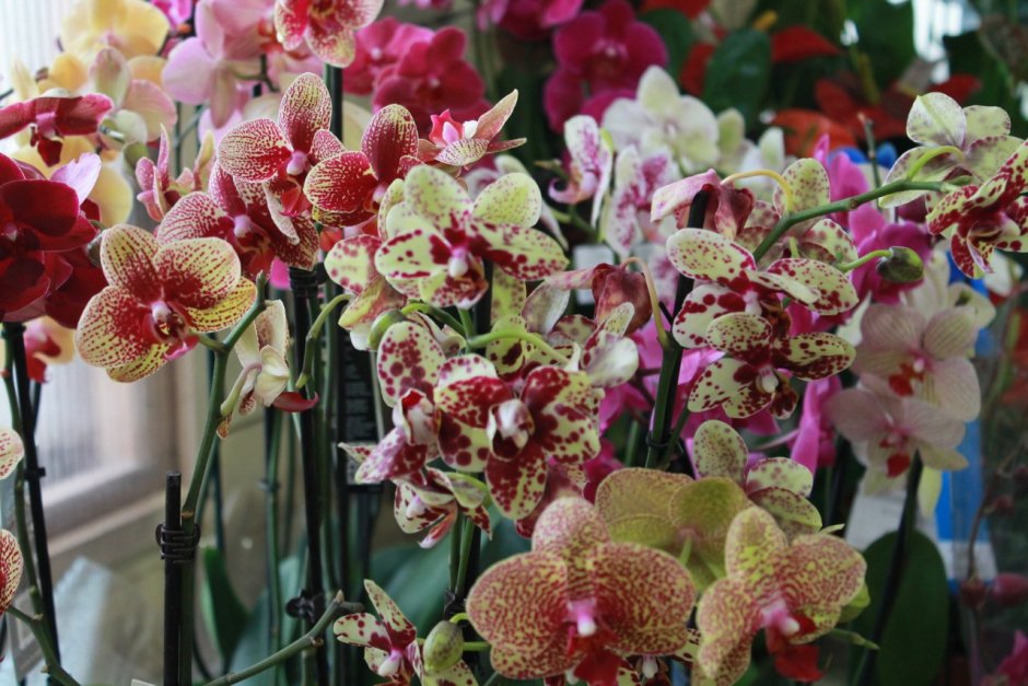 Орхидея Руби