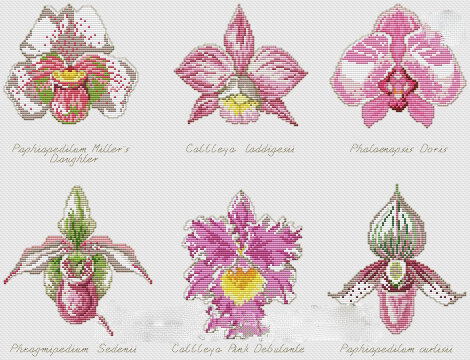 Схема вышивки Орхидея
