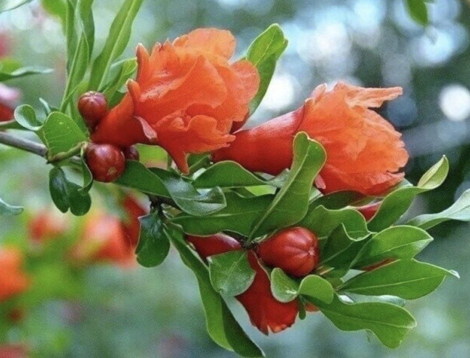 Гранатовое дерево Абхазия цветение