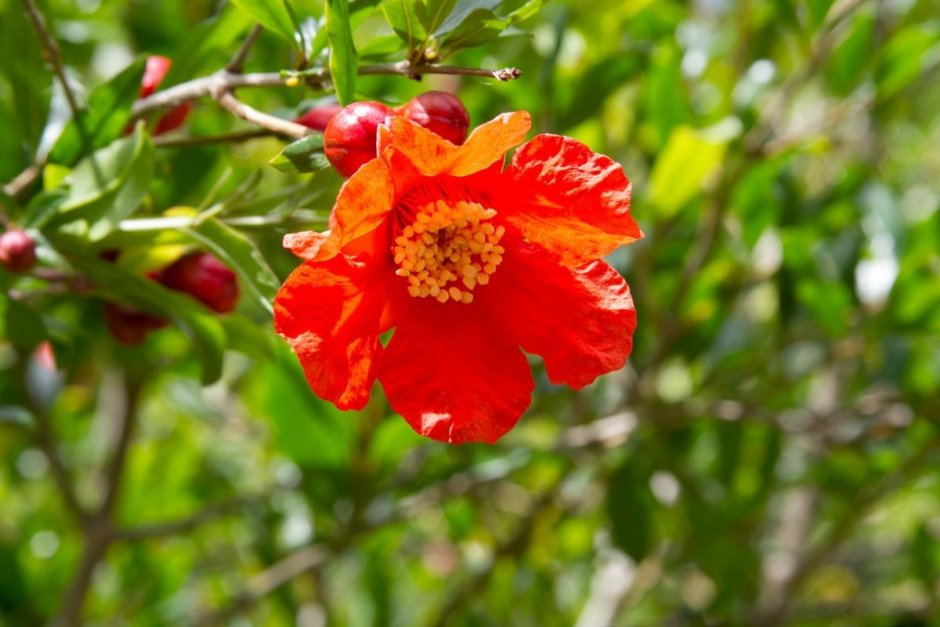 Гранат обыкновенный цветение