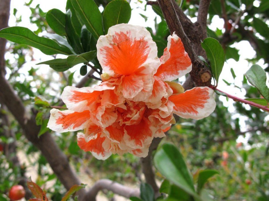 Гранатовое дерево цветет