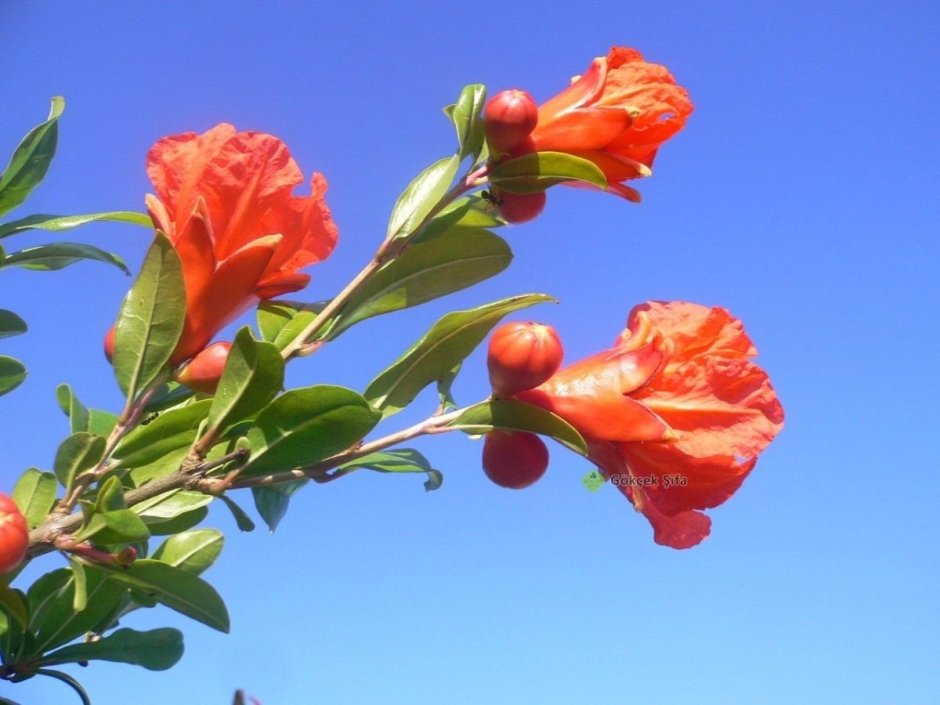Punica granatum цветет