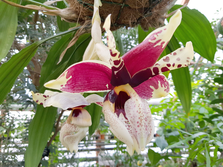 Орхидея стангопея тигровая
