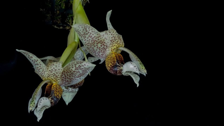 Редкий вид орхидеи зацвёл в Ботаническом саду Петербурга