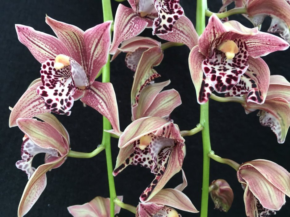 Что означает Орхидея на языке цветов