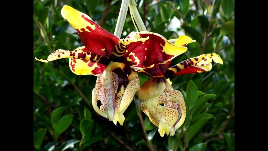 Wallpapers Stanhopea anfracta