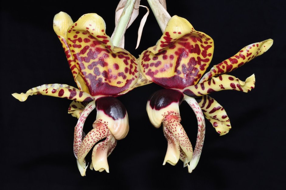 Стангопея Орхидея