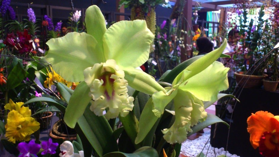 Орхидея белая с желтым язычком