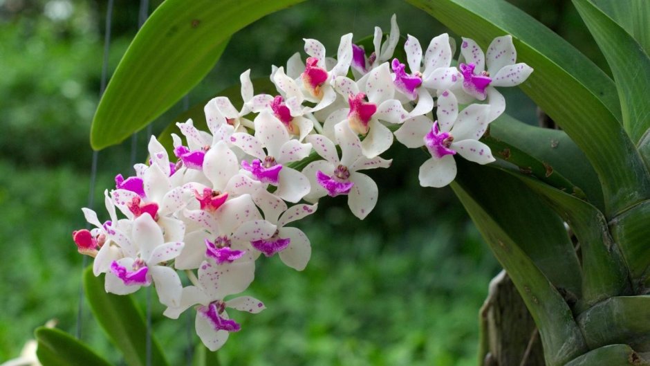Орхидея Пуаро
