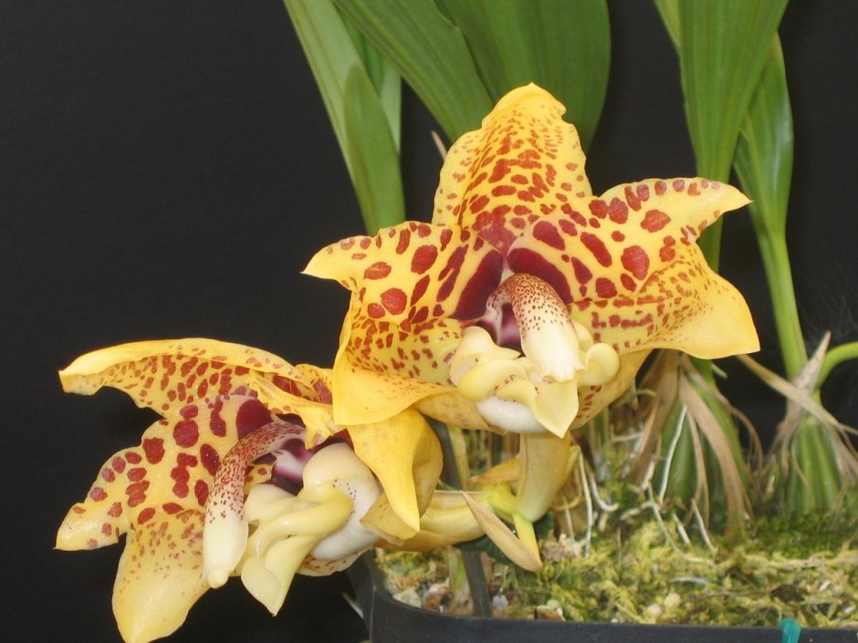 Орхидея Tropic Ocelot