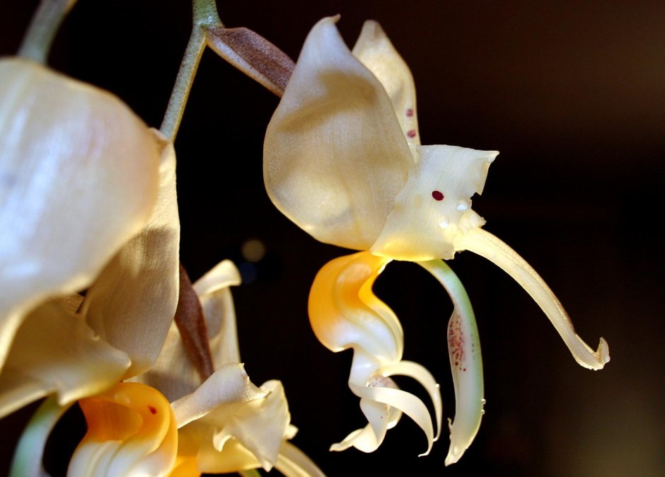 Орхидея стангопея тигровая
