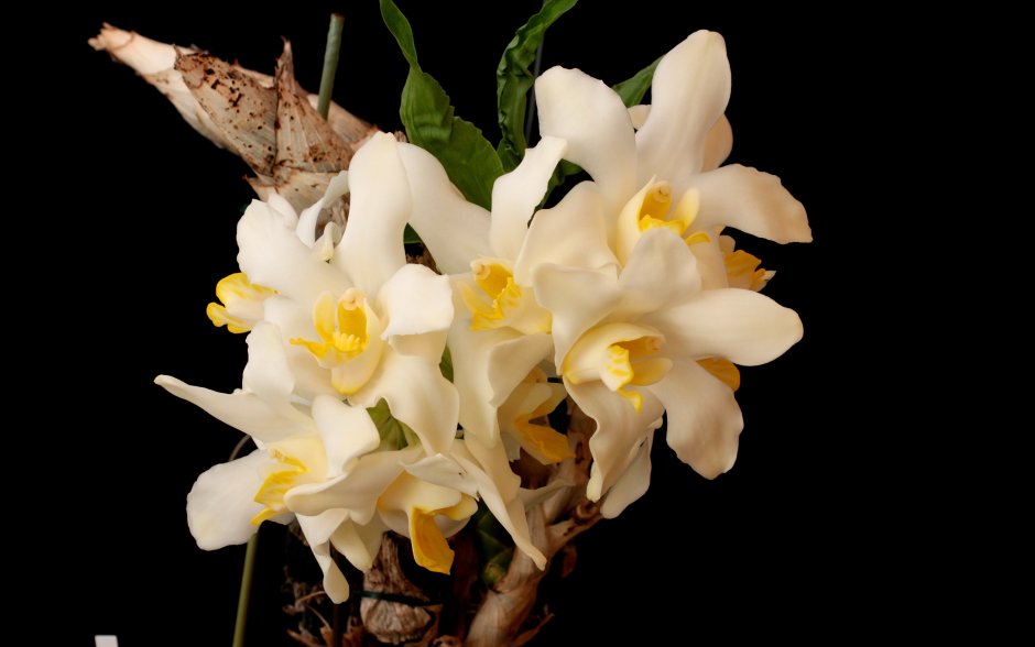 Орхидея оранж сорбет