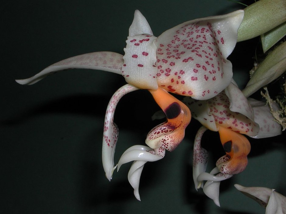 Орхидея Stanhopea в букете
