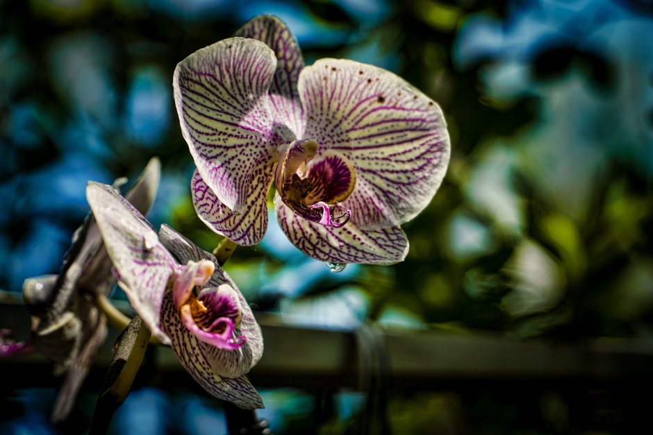 Орхидея Purple Haze описание и фото