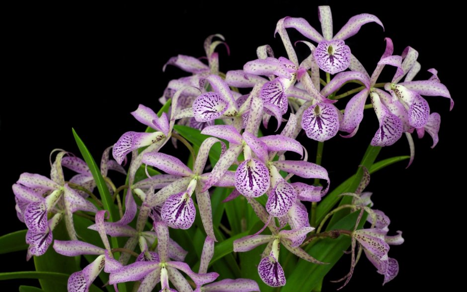Орхидея мелкая