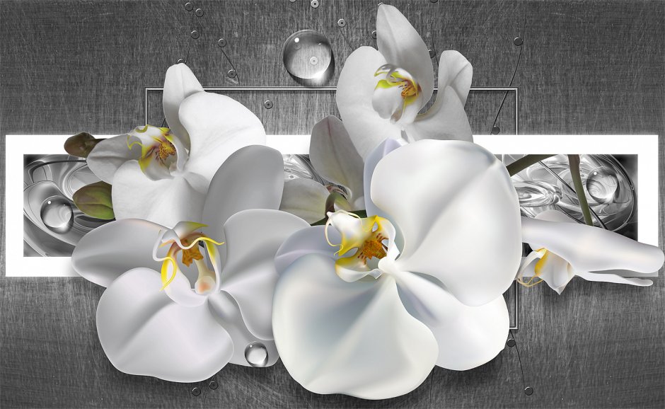 Белая Орхидея на сером фоне