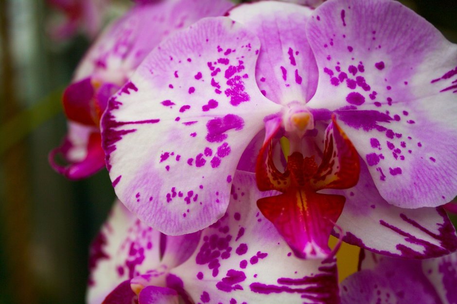 Орхидея фаленопсис Блумингтон
