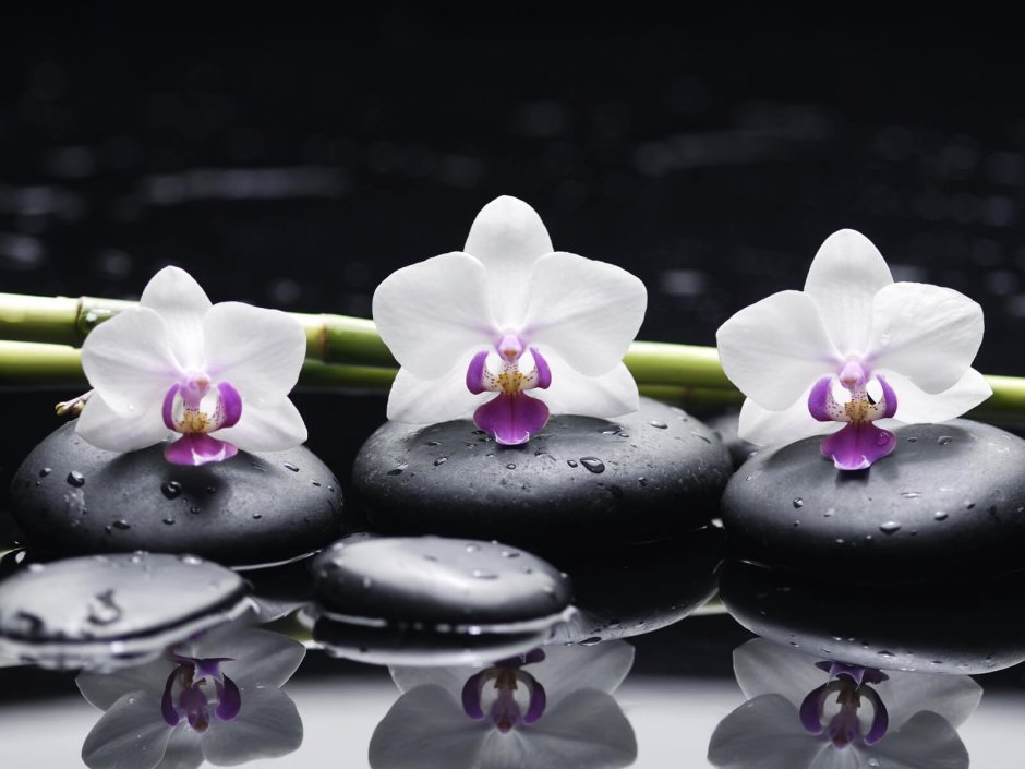 Белые орхидеи на камнях