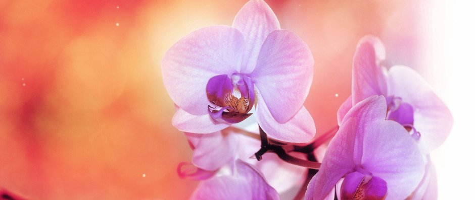 Орхидеи с размытым фоном