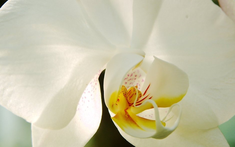 Орхидея солнышко