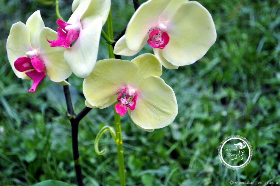 Орхидея Yellow bicolor