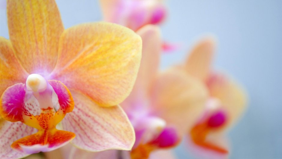 Орхидея фаленопсис нежно желто-розовая