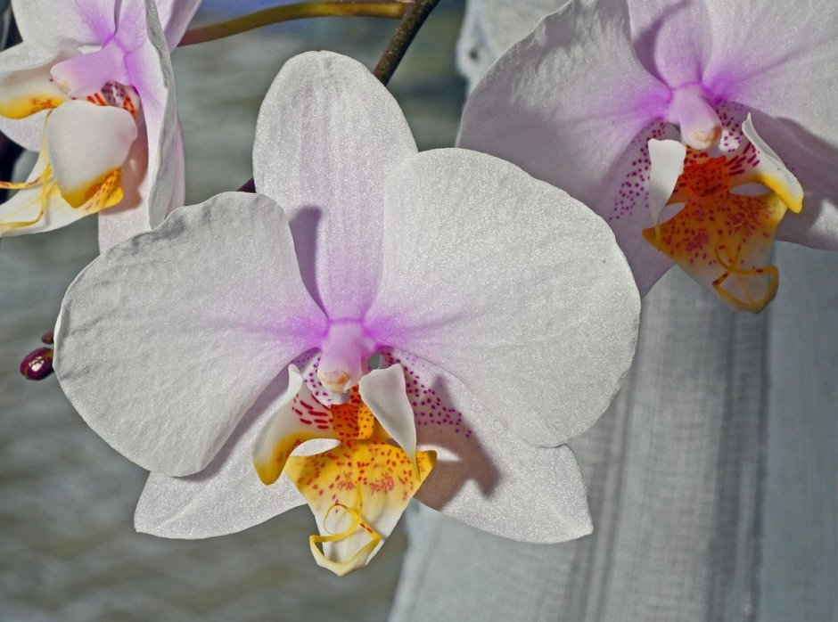 Орхидея фаленопсис Jamaica