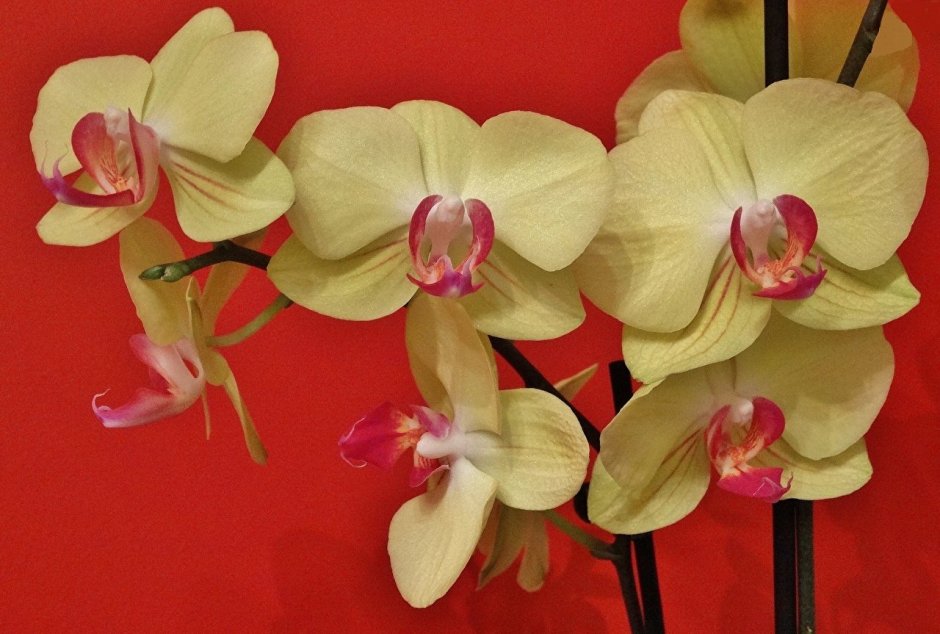 Орхидея фаленопсис желтая в крапинку