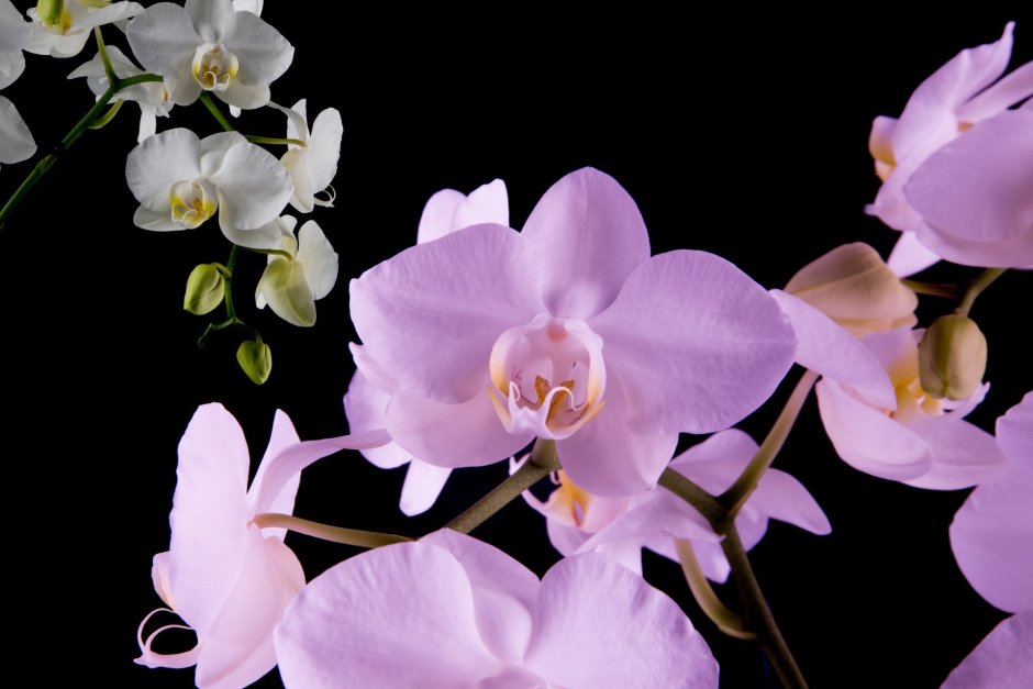 Орхидея мелоди