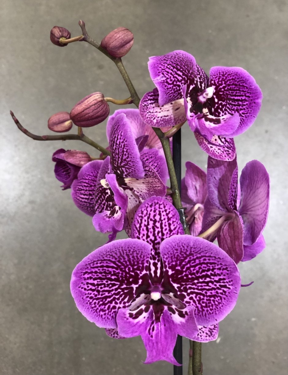 Орхидея фаленопсис Биг лип мультифлора