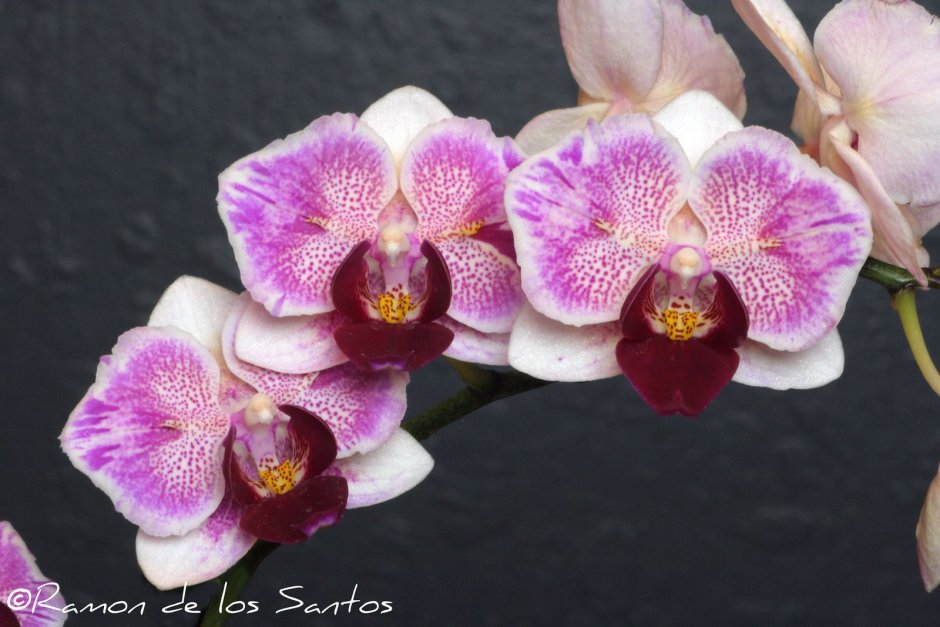 Фото Мои орхидеи