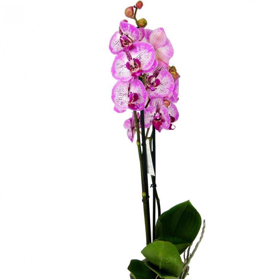Орхидея Ликаста Auburn