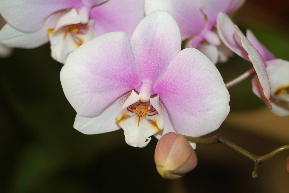 Орхидея мультифлора Замбия