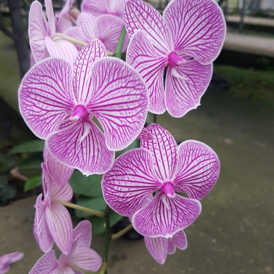 Орхидея Биг лип Клеопатра
