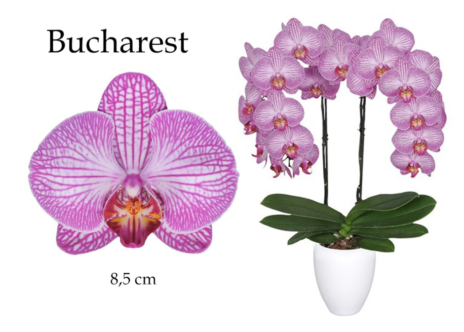 Орхидея происхождение цветка