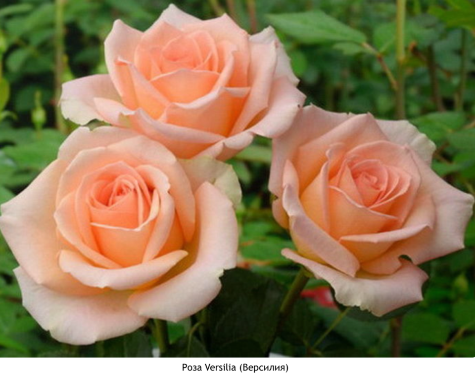 Сорт розы Версилия фото и описание