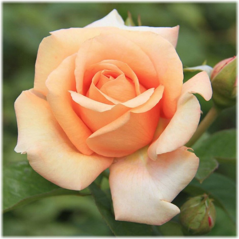 Роза Julia's Rose (Джулия Роуз)