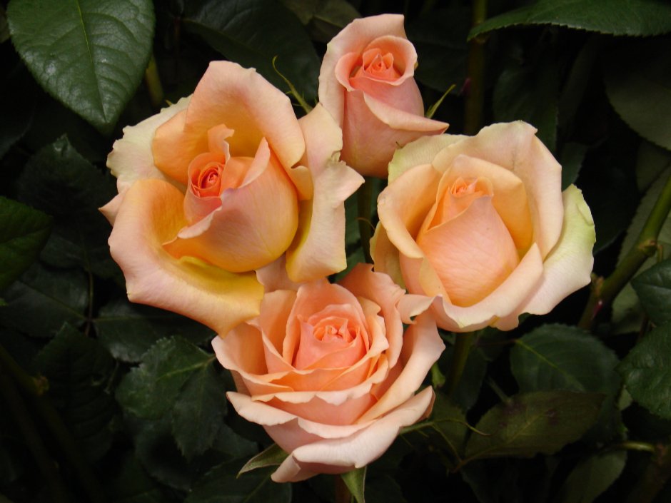 Роза чайно-гибридная Версилия
